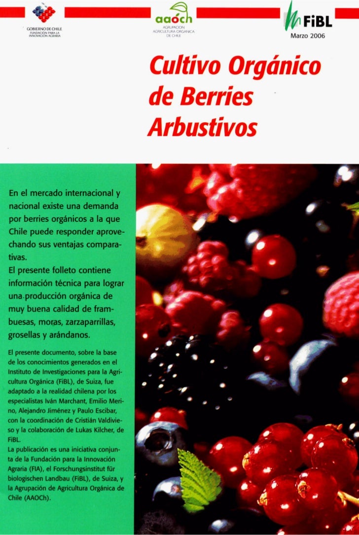 Grosella: variedades, cultivo y mantenimiento Grosella: variedades, cultivo y mantenimiento
